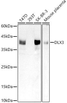 Western blot analysis of extracts of various cell lines, using DLX3 antibody at 1:1000 dilution. Secondary antibody: HRP Goat Anti-Rabbit IgG (H+L) at 1:10000 dilution. Lysates/proteins: 25ug per lane. Blocking buffer: 3% nonfat dry milk in TBST. Detection: ECL Basic Kit. Exposure time: 90s.