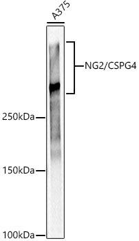 Western blot analysis of extracts of A375 cells, using NG2/CSPG4 antibody at 1:1000 dilution. Secondary antibody: HRP Goat Anti-Rabbit IgG (H+L) at 1:10000 dilution. Lysates/proteins: 25ug per lane. Blocking buffer: 3% nonfat dry milk in TBST. Detection: ECL Basic Kit. Exposure time: 1S.