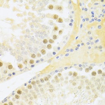 Anti-RFC4 Antibody (CAB5485)