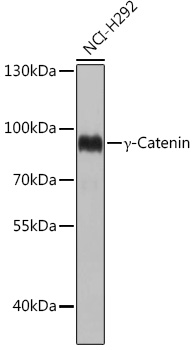 Anti-Gamma-Catenin Antibody