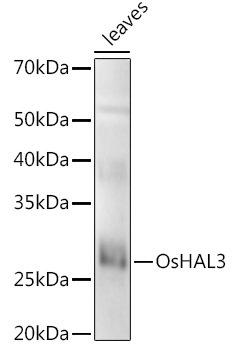 Western blot analysis of extracts of various tissues from the japonica rice (Oryza sativa L. ) variety Zhonghua 11, using OsHAL3 antibody at 1:1000 dilution. Secondary antibody: HRP Goat Anti-Rabbit IgG (H+L) at 1:10000 dilution. Lysates/proteins: 25ug per lane. Blocking buffer: 3% nonfat dry milk in TBST. Detection: ECL Enhanced Kit. Exposure time: 30s.