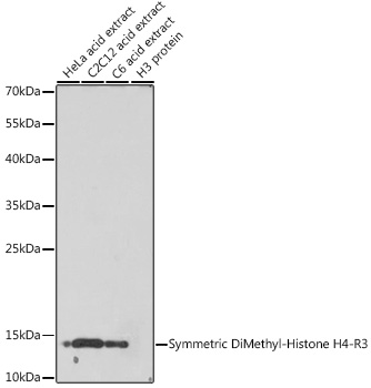 Anti-Symmetric DiMethyl-Histone H4-R3 Antibody (CAB3159)