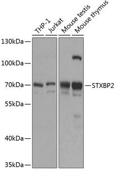 Anti-STXBP2 Antibody (CAB12511)