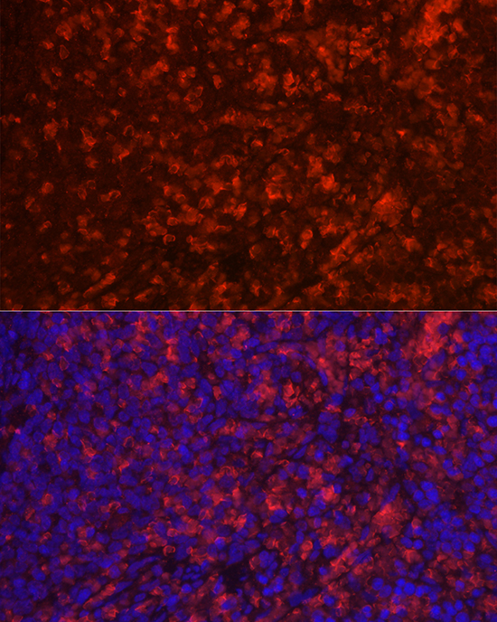 Anti-CD4 Antibody (CAB0363)