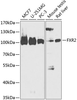 Anti-FXR2 Antibody (CAB14092)