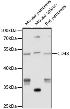 Anti-CD48 Antibody (CAB5396)