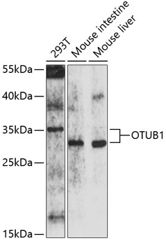 Anti-OTUB1 Antibody (CAB10313)