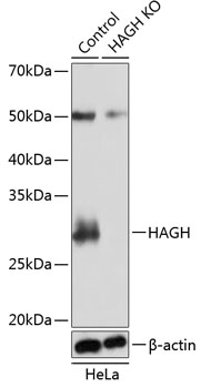 Anti-HAGH Antibody [KO Validated] (CAB19915)