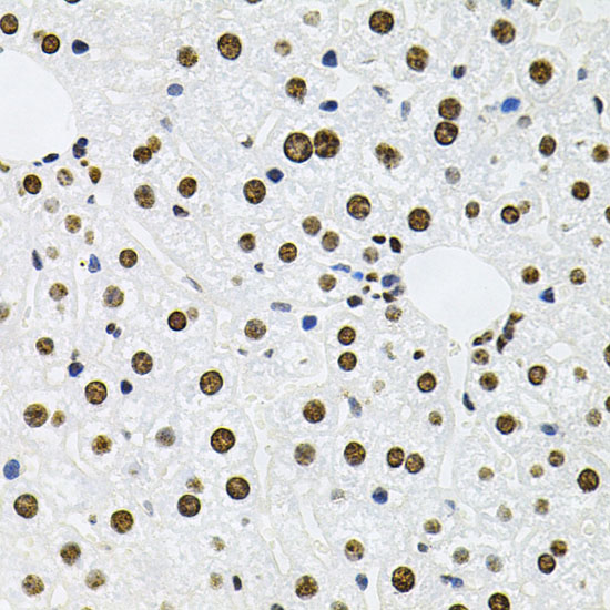 Anti-MCL1 Antibody (CAB0250)