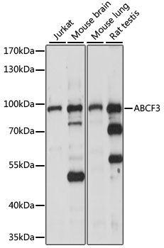 Anti-ABCF3 Antibody (CAB15168)