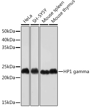 Anti-HP1 gamma Antibody (CAB4283)