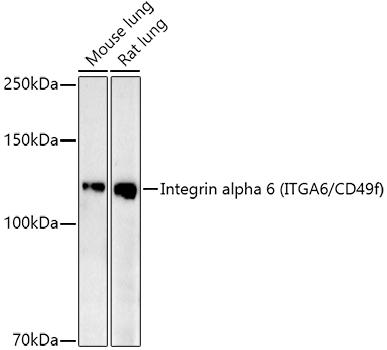 Western blot analysis of extracts of various cell lines, using Integrin alpha 6 (ITGA6/CD49f) antibody at 1:1000 dilution. Secondary antibody: HRP Goat Anti-Rabbit IgG (H+L) at 1:10000 dilution. Lysates/proteins: 25ug per lane. Blocking buffer: 3% nonfat dry milk in TBST. Detection: ECL Enhanced Kit. Exposure time: 180s.