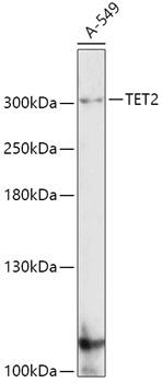 Anti-TET2 Antibody (CAB5682)