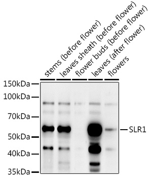 Anti-SLR1 Antibody (CAB16279)