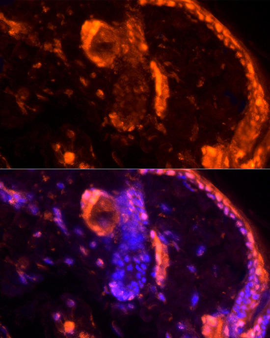 Immunofluorescence analysis of rat skin using LORICRIN Rabbit pAb at dilution of 1:200 (40x lens). Blue: DAPI for nuclear staining.