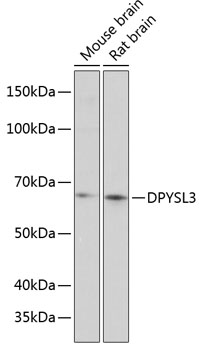 Anti-DPYSL3 Antibody (CAB12280)