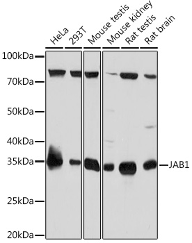 Anti-JAB1 Antibody (CAB4087)