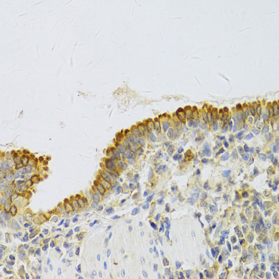 Anti-PA2G4 Antibody (CAB5376)