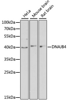 Anti-DNAJB4 Antibody (CAB13076)