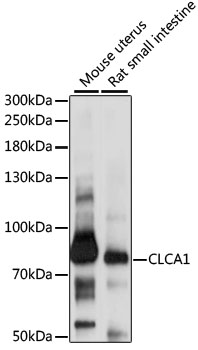 Anti-CLCA1 Antibody (CAB15041)