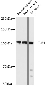 Anti-TLR4 Antibody (CAB17436)