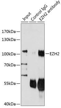 Anti-EZH2 Antibody (CAB16846)