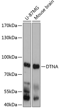 Anti-DTNA Antibody (CAB12067)