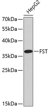 Anti-FST Antibody (CAB2936)