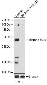 Anti-Histone H1.0 Antibody [KO Validated] (CAB3298)