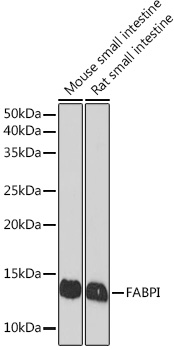 Anti-FABPI Antibody (CAB8895)