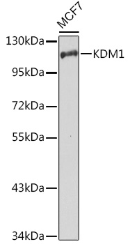 Anti-KDM1 Antibody [KO Validated] (CAB1156)