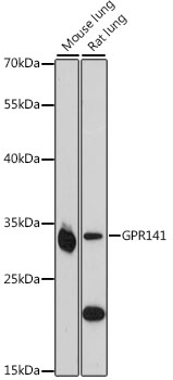 Anti-GPR141 Antibody (CAB16184)