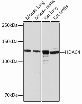 Anti-HDAC4 Antibody