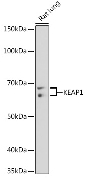 Anti-KEAP1 Antibody [KO Validated] (CAB17061)