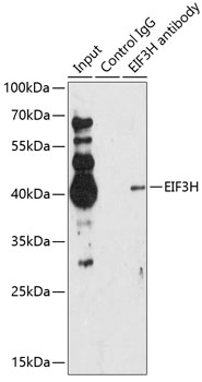 Anti-EIF3H Antibody (CAB13378)