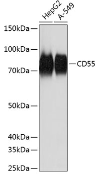 Anti-CD55 Antibody