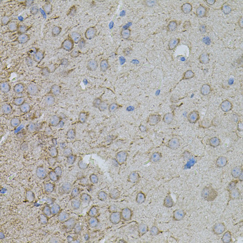 Anti-MMP10 Antibody (CAB3033)