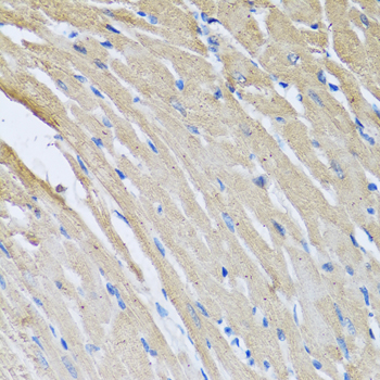 Anti-CRHBP Antibody (CAB6568)