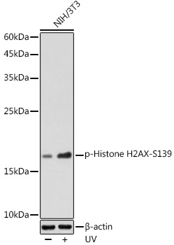 Anti-Phospho-Histone H2AFX-S139 Antibody (CABP0099)