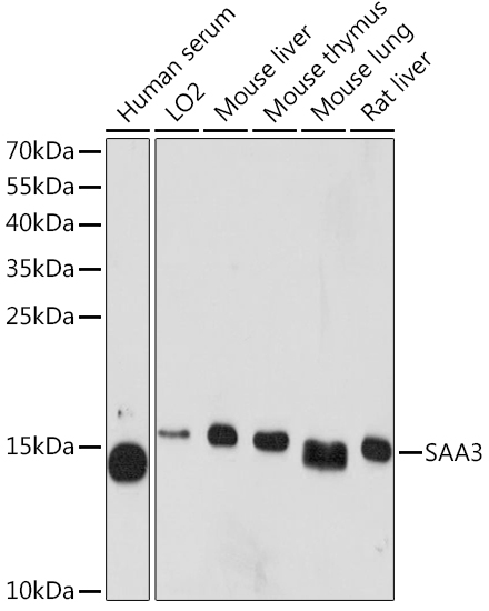 Anti-SAA3 Antibody (CAB11948)