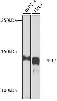 Anti-PER2 Antibody (CAB5107)