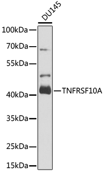 Anti-TNFRSF10A Antibody (CAB6267)