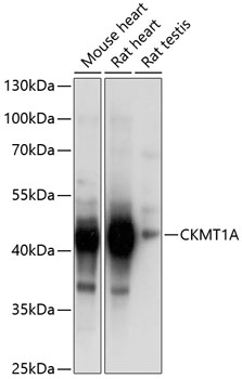 Anti-CKMT1A Antibody (CAB5233)