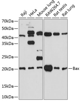 Anti-Bax Antibody [KO Validated] (CAB19684)