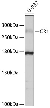 Anti-CR1 Antibody (CAB10059)