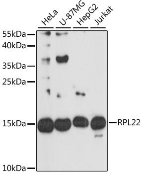 Anti-RPL22 Polyclonal Antibody (CAB9202)