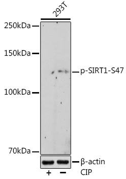 Anti-Phospho-SIRT1-S47 Antibody (CABP0976)