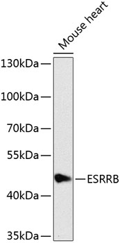 Anti-ESRRB Polyclonal Antibody (CAB8416)