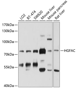 Anti-HGFAC Antibody (CAB10114)