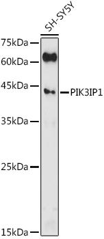 Western blot analysis of extracts of SH-SY5Y cells, using PIK3IP1 antibody at 1:500 dilution. Secondary antibody: HRP Goat Anti-Rabbit IgG (H+L) at 1:10000 dilution. Lysates/proteins: 25ug per lane. Blocking buffer: 3% nonfat dry milk in TBST. Detection: ECL Enhanced Kit. Exposure time: 180s.